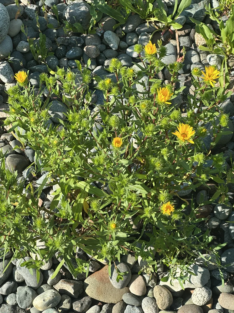 Grindelia Integrifolia