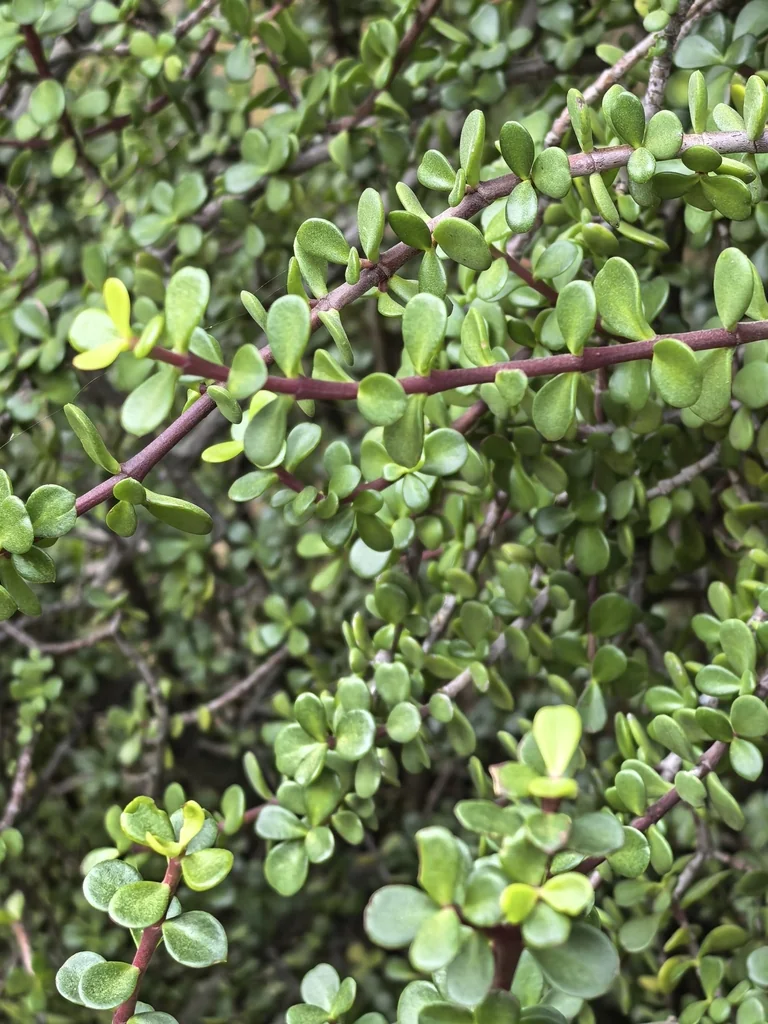 Portulacaria Afra