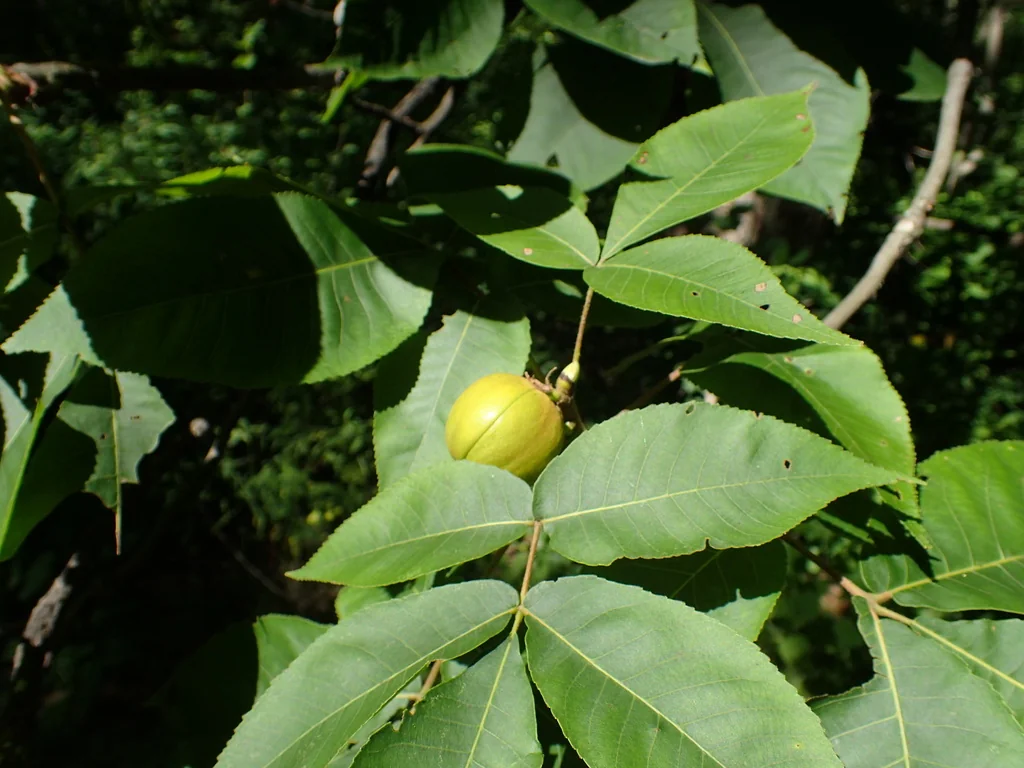 Carya Ovata