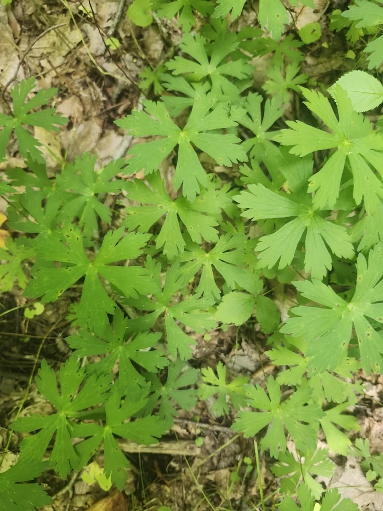 Geranium Maculatum