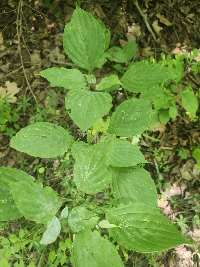 Cornus Alternifolia