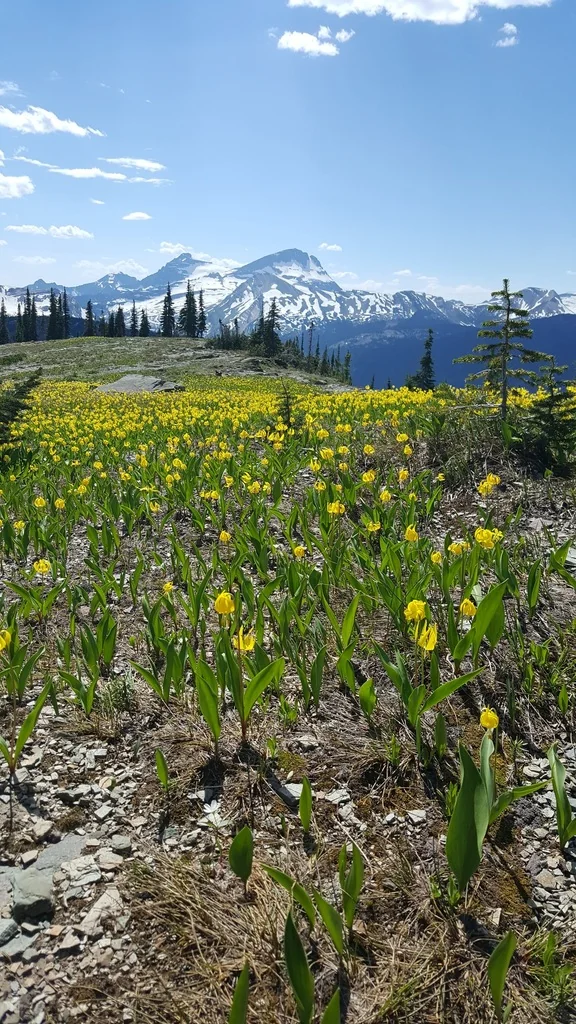 Erythronium Grandiflorum