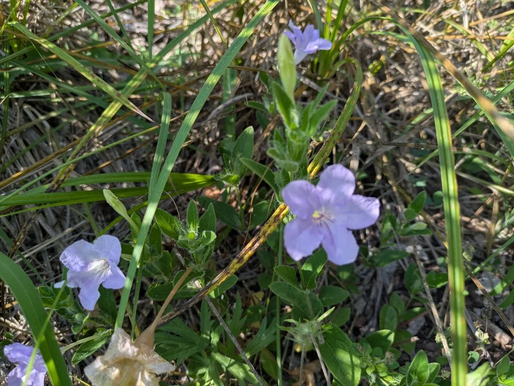 Ruellia Humilis