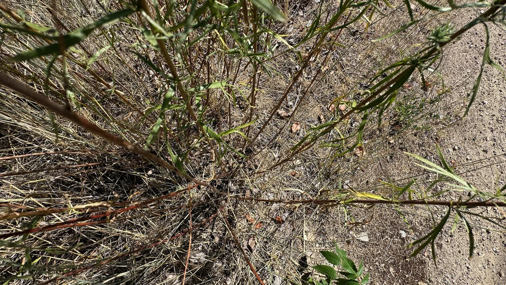 Artemisia Dracunculus