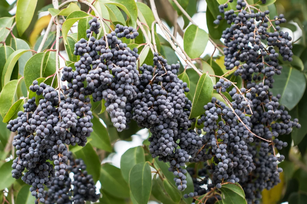Ligustrum Lucidum