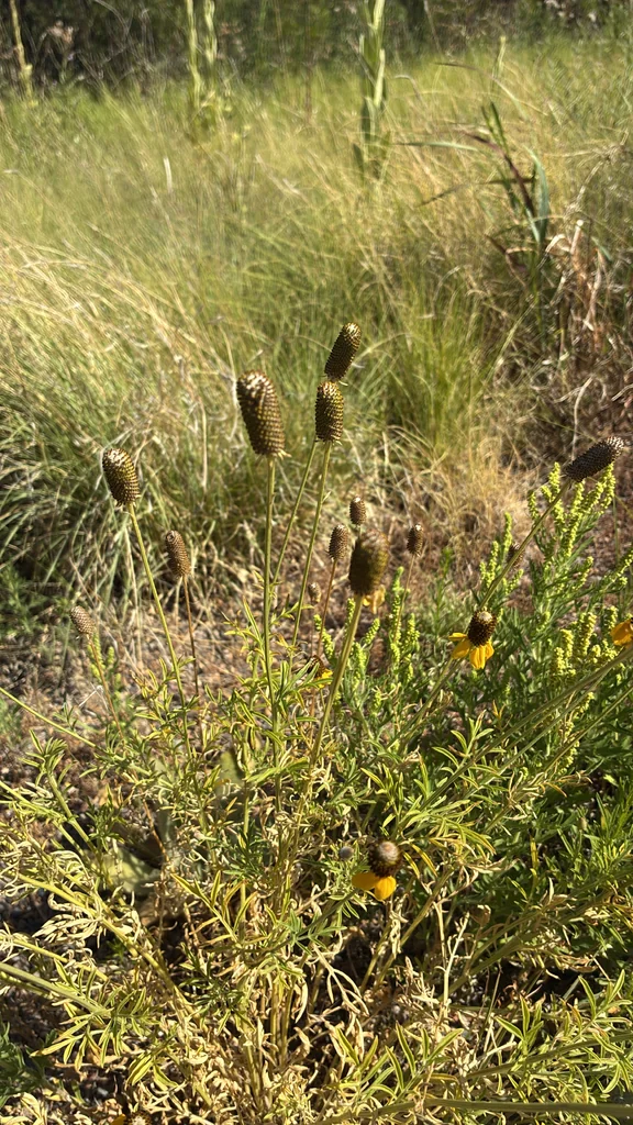 Ratibida Columnifera
