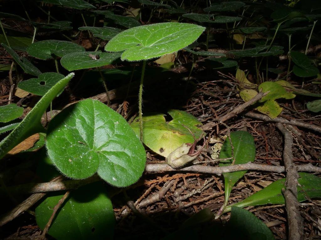 Asarum Caudatum
