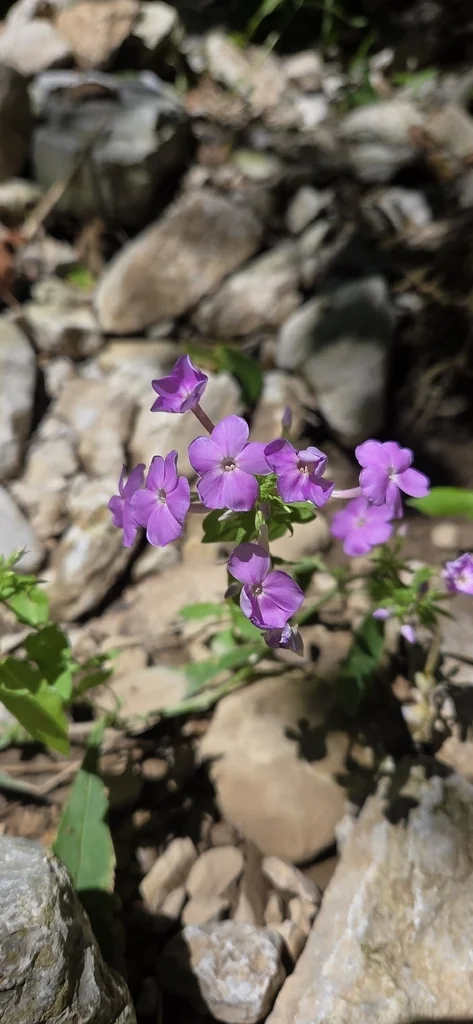 Phlox paniculata