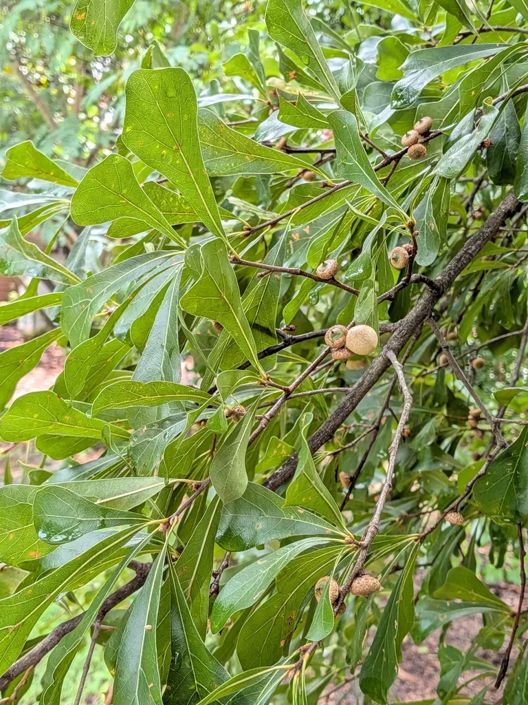 Quercus Nigra
