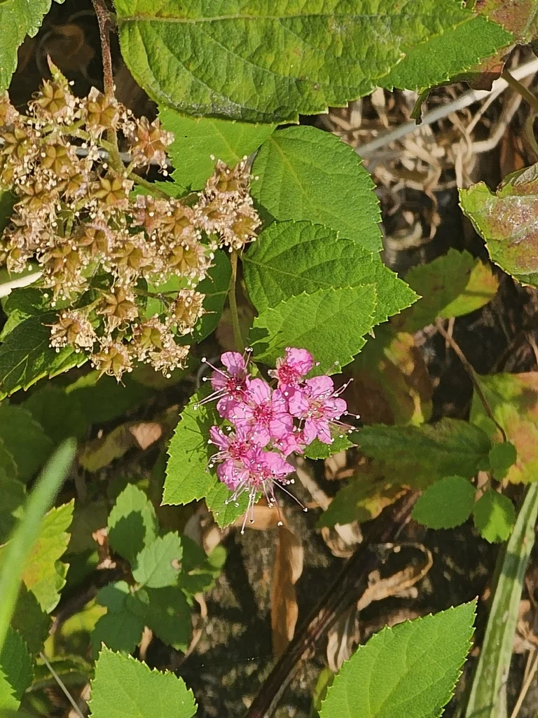 Spiraea japonica