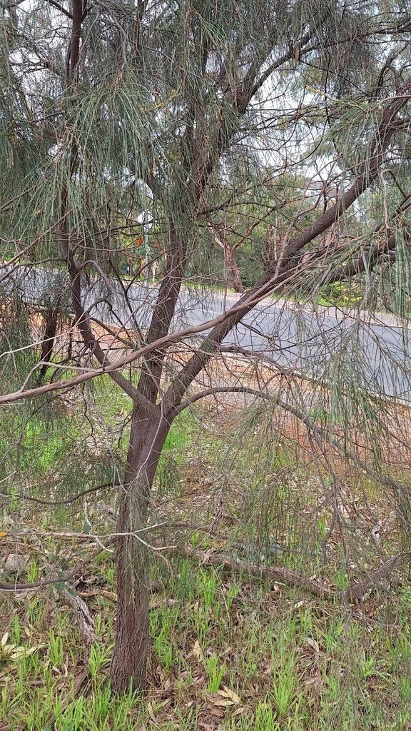 Casuarina stricta