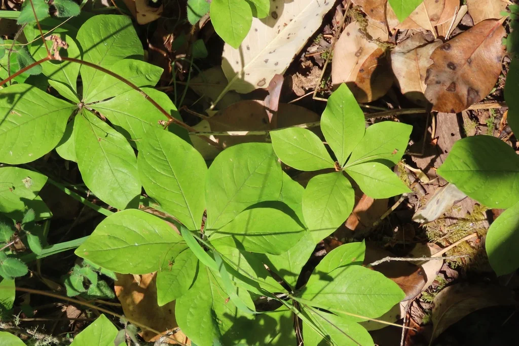 Trientalis Latifolia