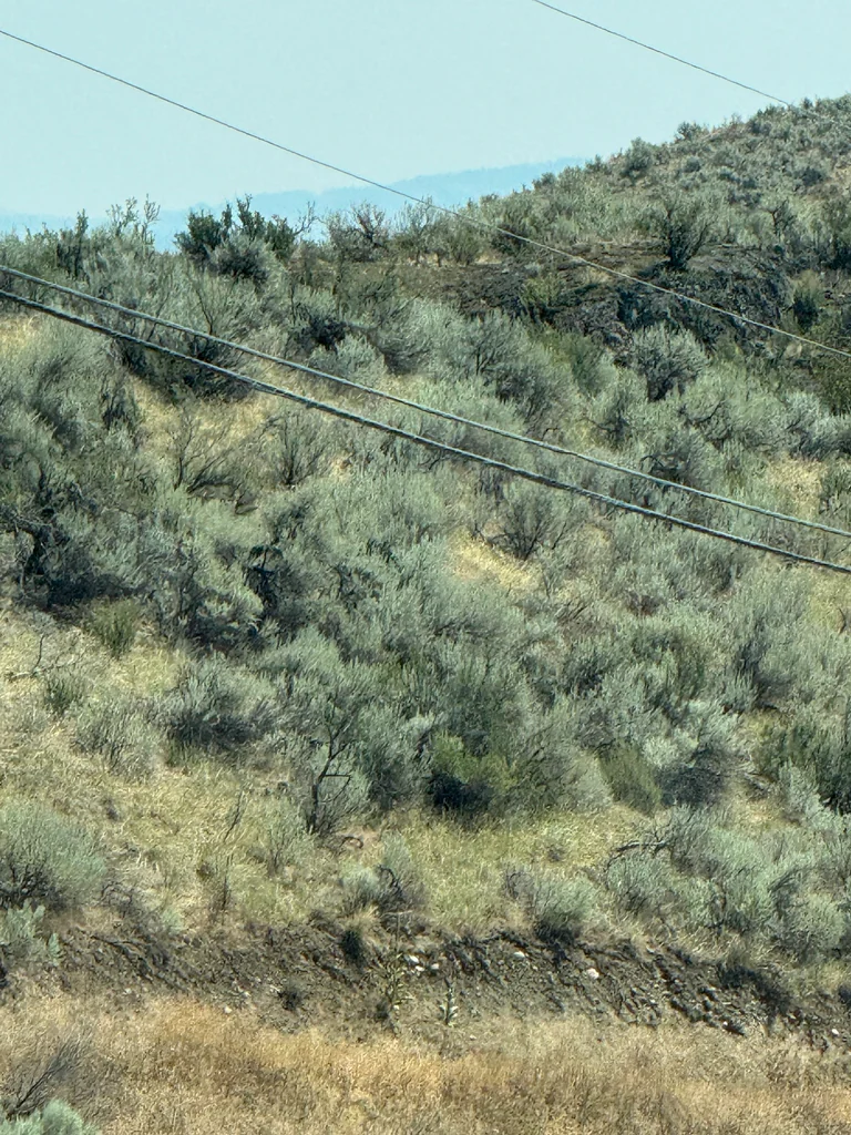 Artemisia Tridentata