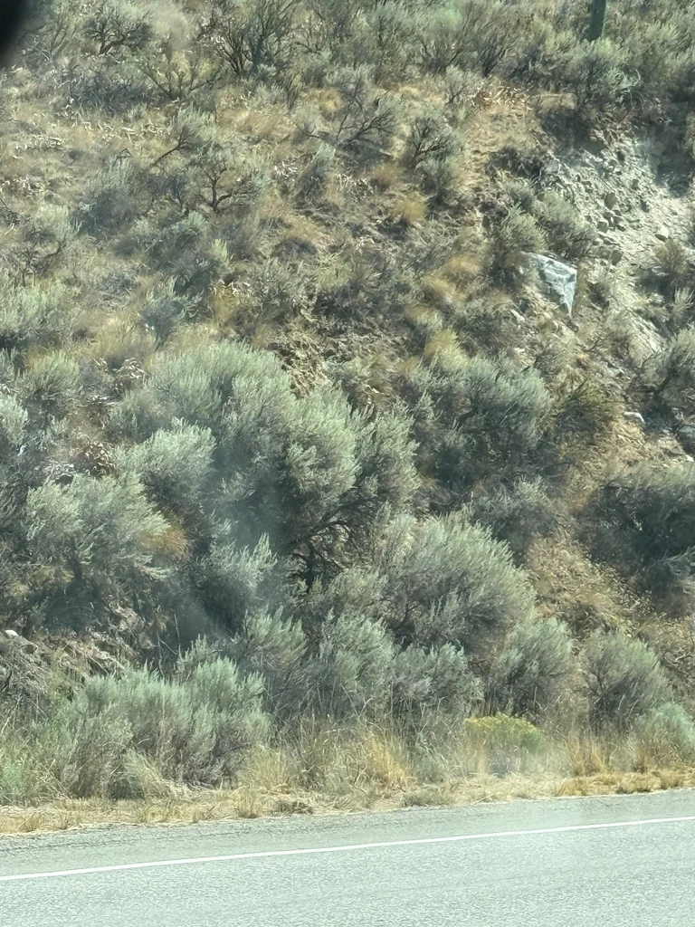 Artemisia Tridentata