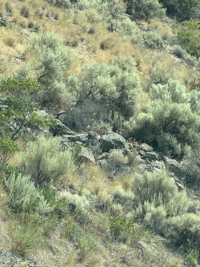 Artemisia Tridentata