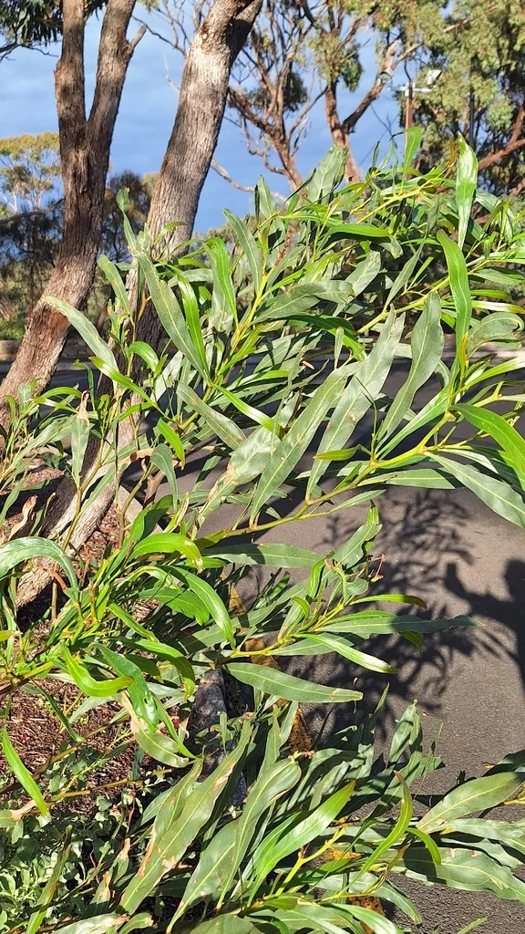 Acacia Saligna