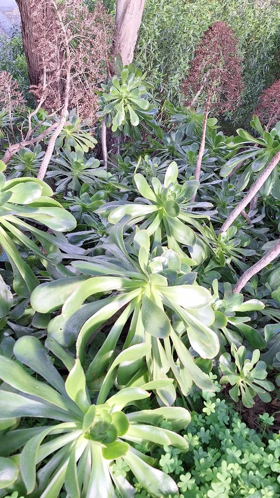 Aeonium Arboreum
