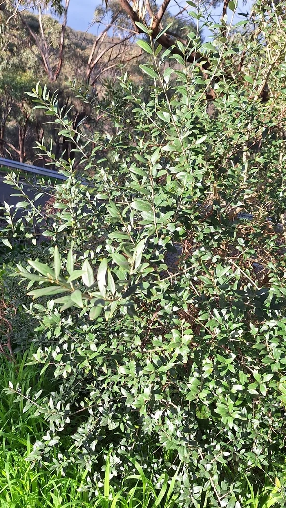 Olea Europaea