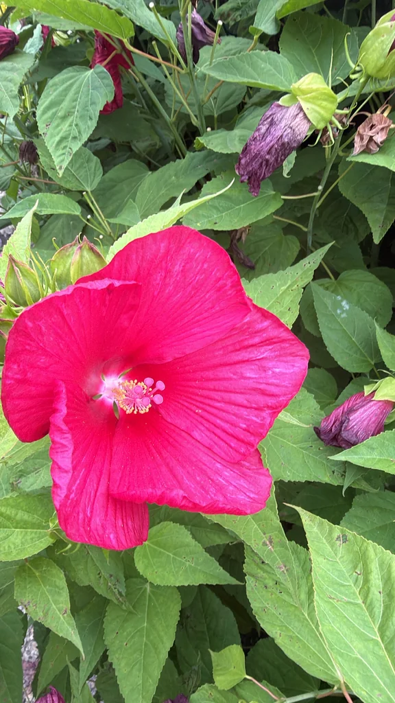 Hibiscus Moscheutos