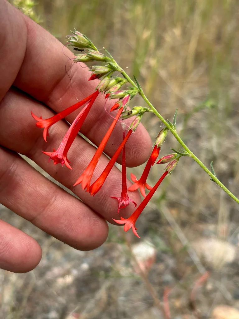 Ipomopsis Aggregata