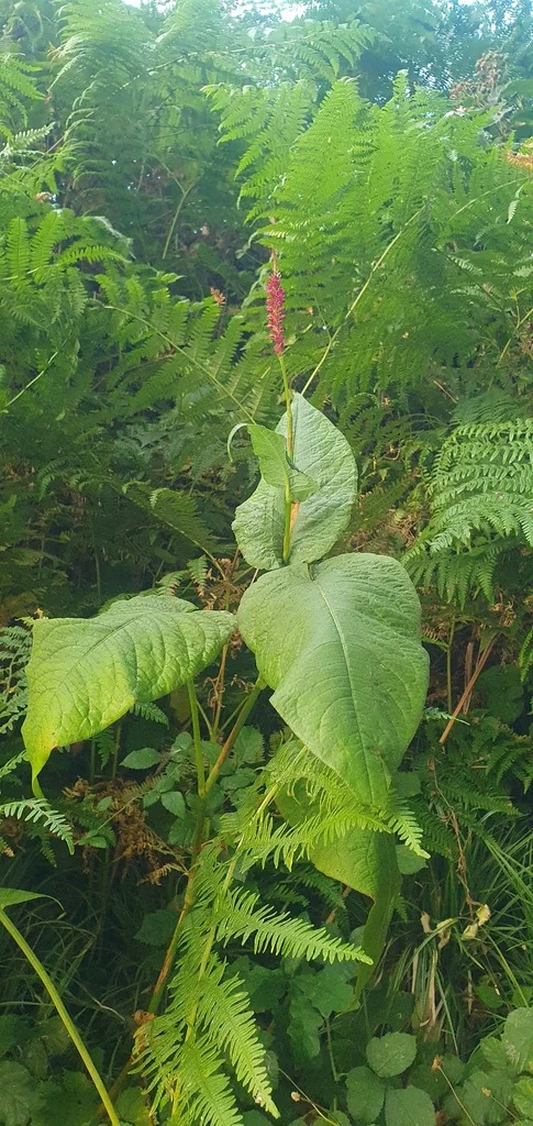 Persicaria amplexicaulis