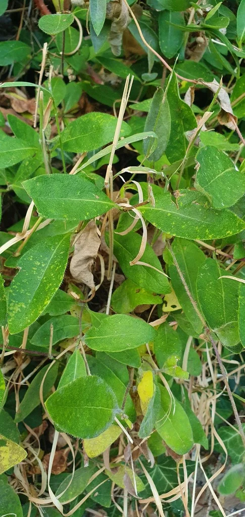 Lonicera periclymenum