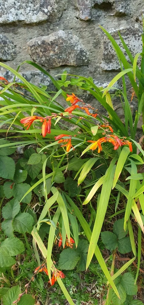 Crocosmia X Crocosmiiflora