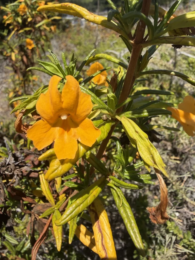 Mimulus Aurantiacus