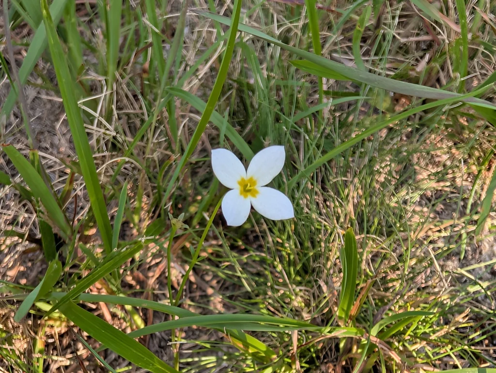 Houstonia Caerulea
