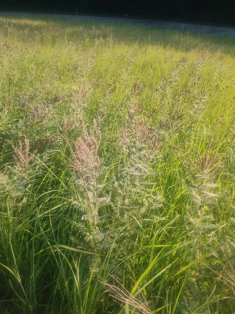 Amorpha Canescens