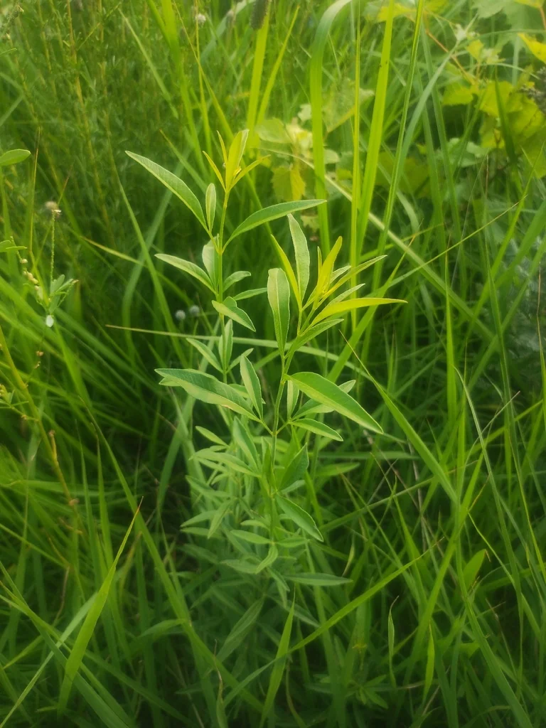 Coreopsis Tripteris