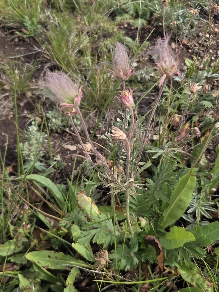 Geum Triflorum