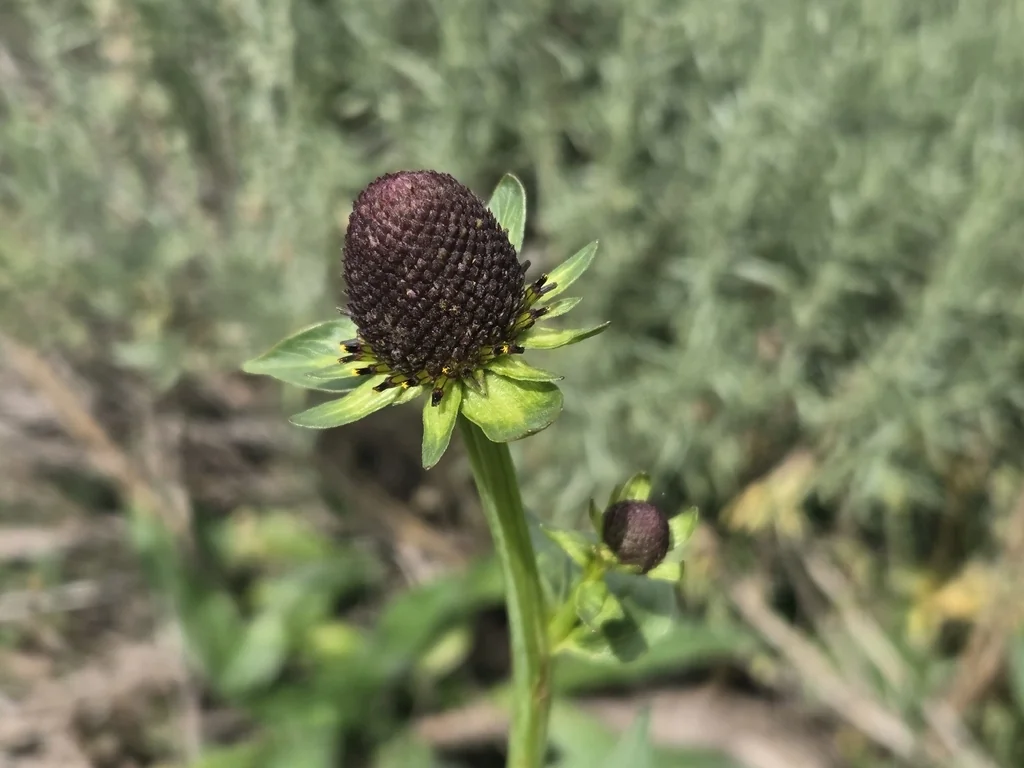 Rudbeckia Occidentalis