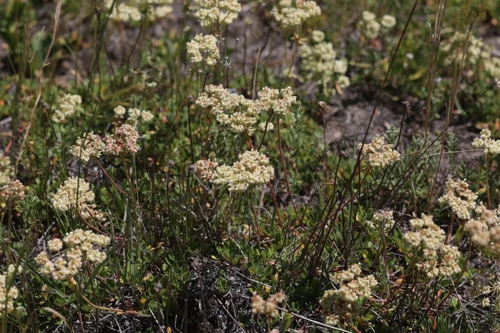 Eriogonum Umbellatum