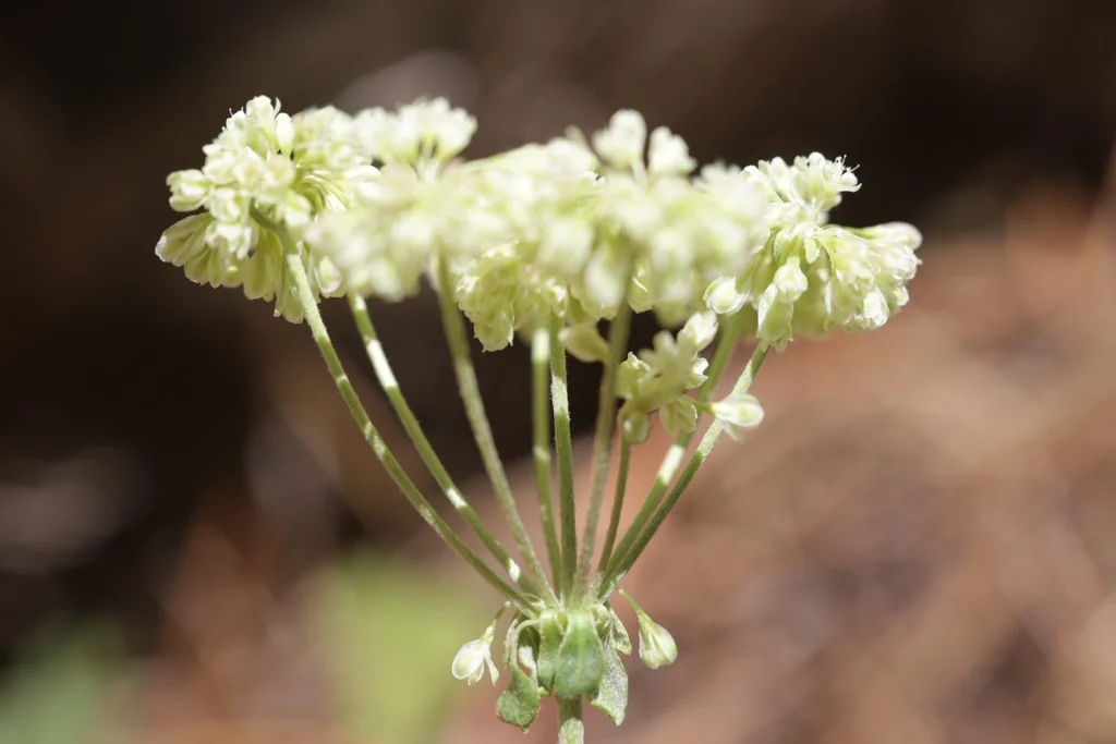 Eriogonum Umbellatum