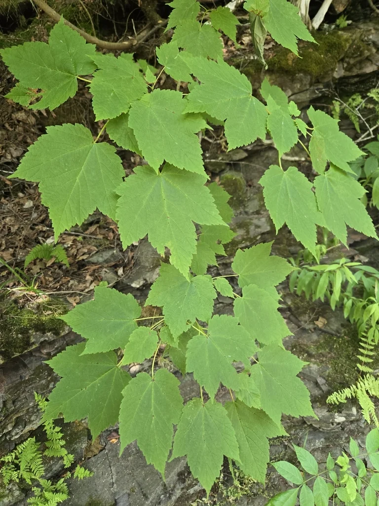 Acer Spicatum