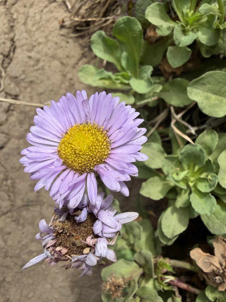 Erigeron Glaucus