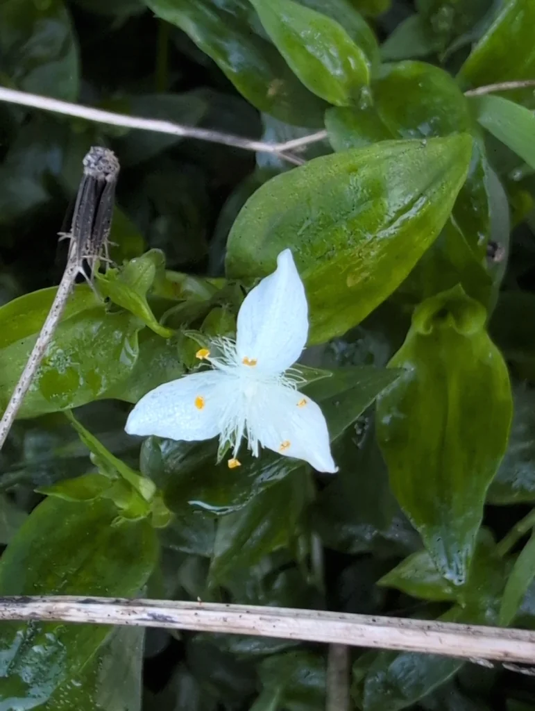 Tradescantia fluminensis