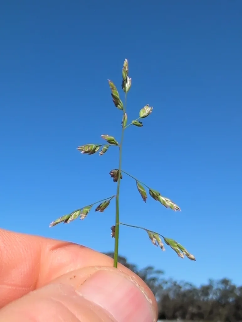 Poa Annua