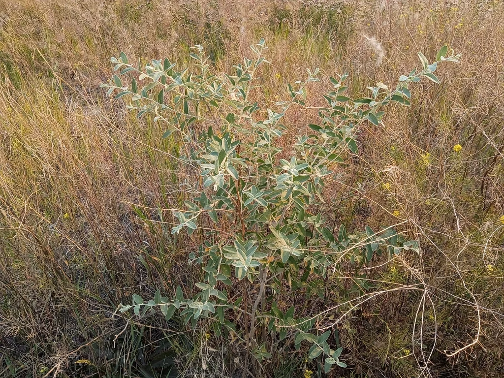 Elaeagnus angustifolia