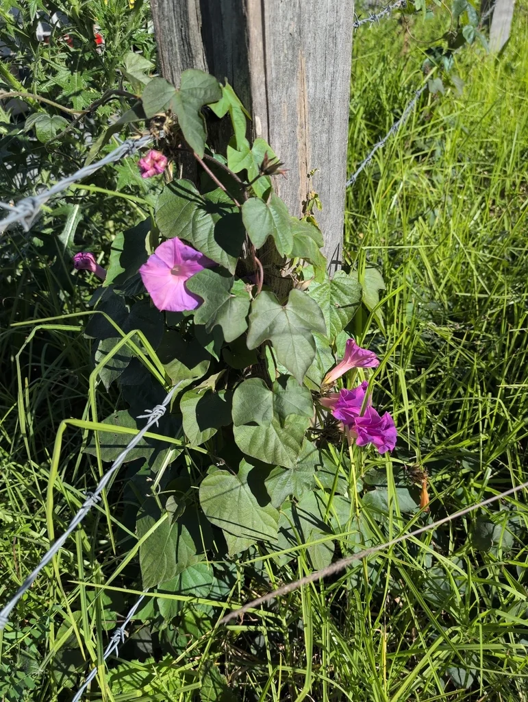 Ipomoea Indica