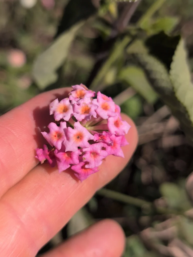 Lantana camara