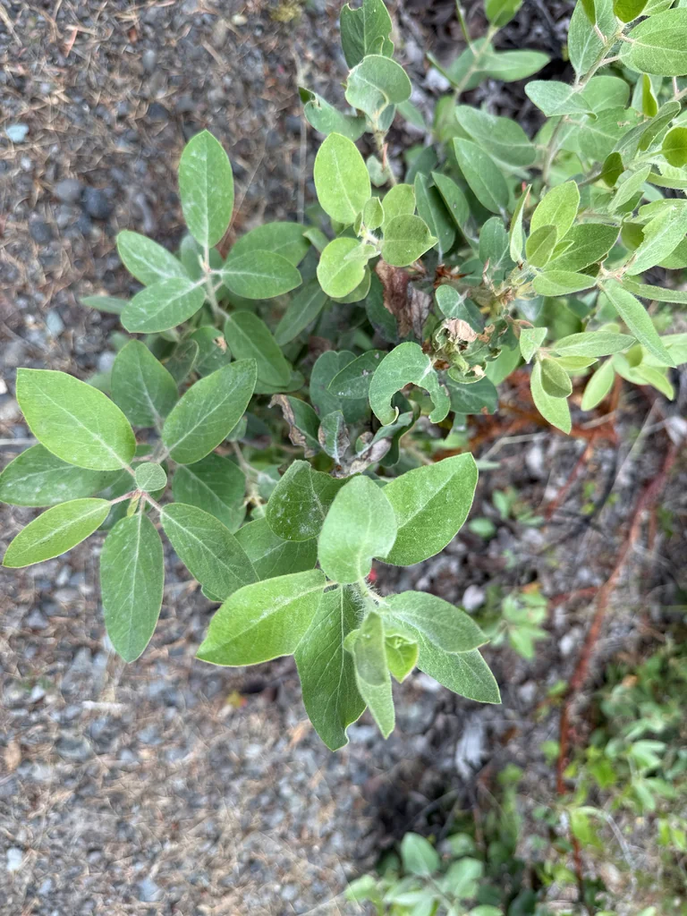 Arctostaphylos Columbiana