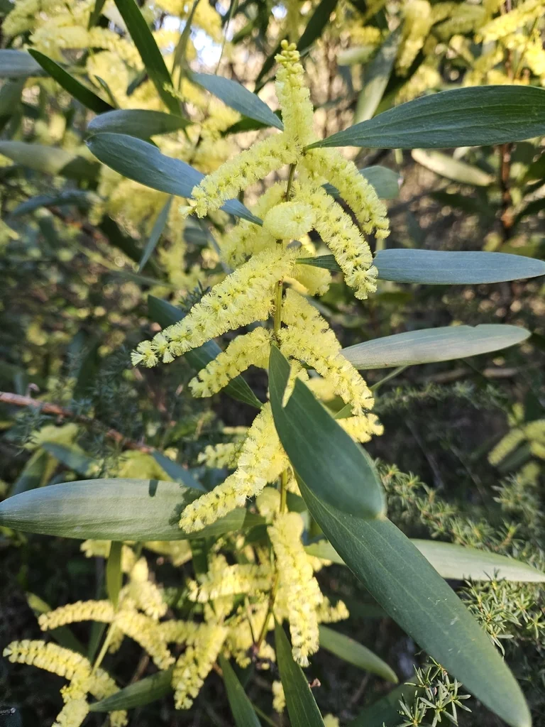 Acacia Longifolia