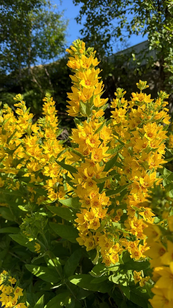 Lysimachia Punctata