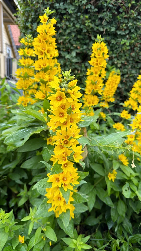 Lysimachia Punctata