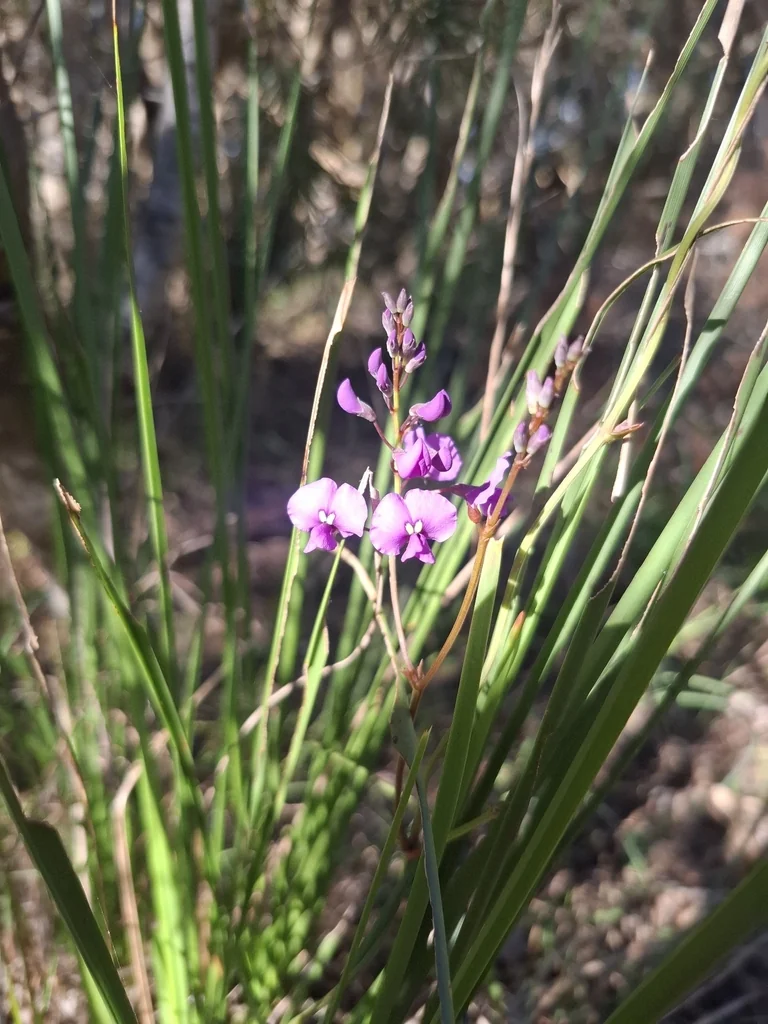 Hardenbergia Violacea