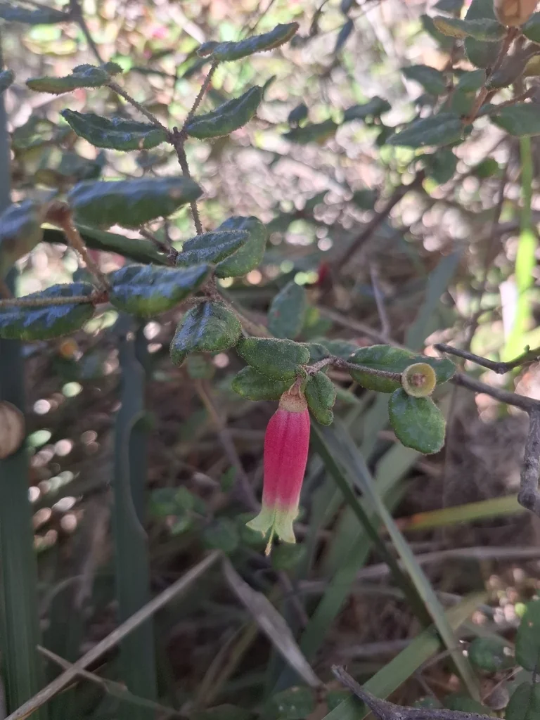 Correa Reflexa