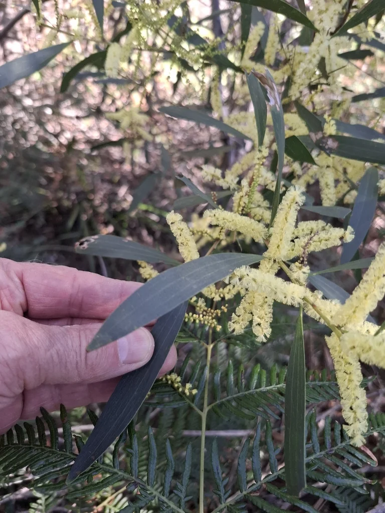 Acacia Longifolia
