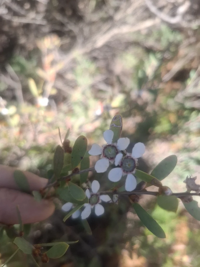 Leptospermum Laevigatum
